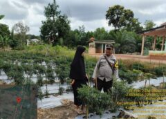 Bhabinkamtibmas Polsek Muara Perkuat Kemandirian Pangan Ajak Warga Margo Mulyo 20 Padang