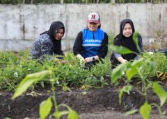 Sentuhan PERMATA, Ibu-Ibu Desa Pengabuan Sulap Tanaman Herbal Jadi Ladang Cuan