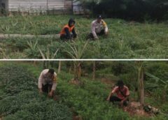 Bhabinkamtibmas Polsek Tungkal Ilir Gerakkan Masyarakat Dukung Program Swasembada Pangan Nasional