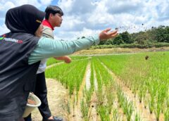 Berkat PUJANGGA PEP Pendopo, Petani Perempuan Talang Ubi Utara Tingkatkan Panen hingga 80 Persen