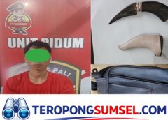 Kabur ke Hutan Saat Disergap, Pembawa Pisau di PALI Akhirnya Ditangkap Tim Beruang Hitam