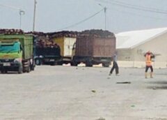Aktivitas PKS PT Aburahmi Makin Disorot, Truk TBS Tetap Keluar-Masuk Saat Perizinan Masih Berproses
